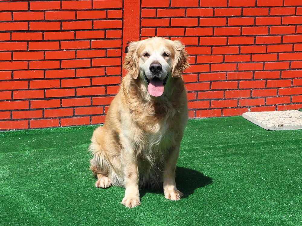 Golden Retriever Kuli pansiyonumuzda çok keyifli