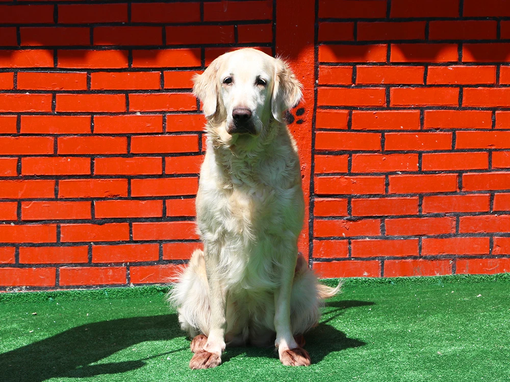 Golden Retriever Pati, pansiyon misafirimiz