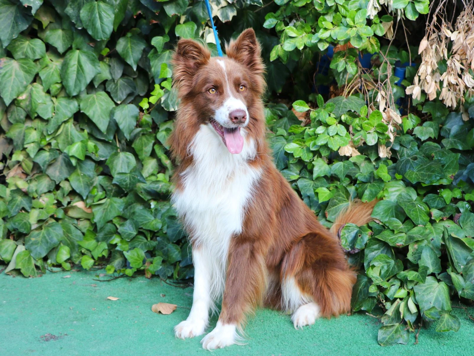 Güzel dostumuz Border Collie Leroy pansiyon misafirimiz