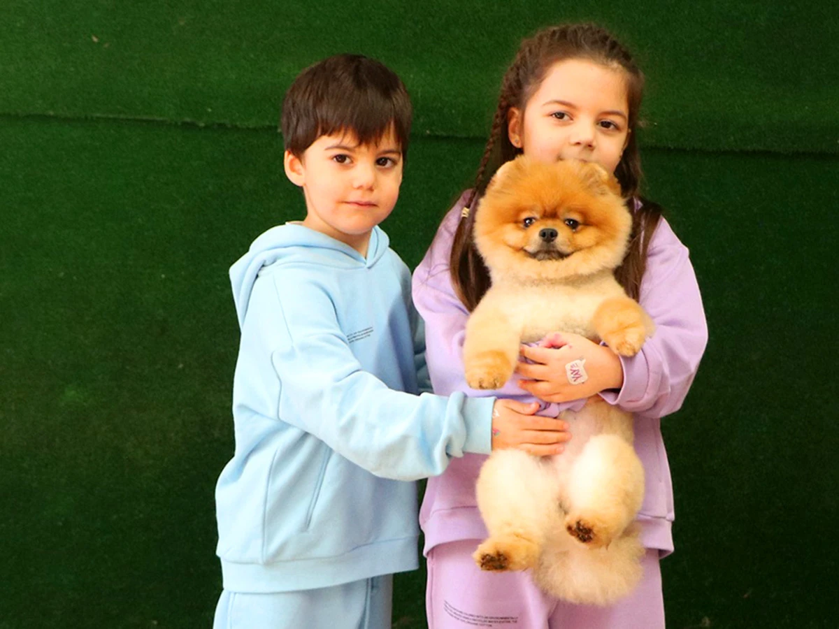 Hülya Hanım ve ailesi Pomeranian yavruları Coco'ya kavuştu