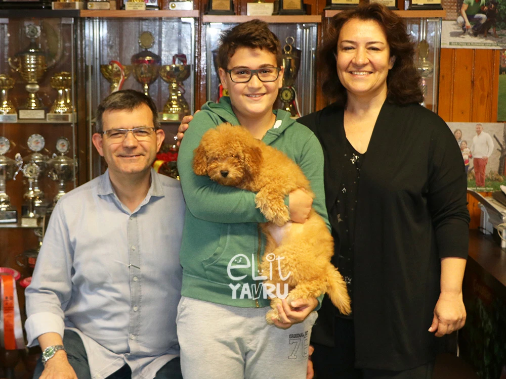 İzmir'den Güven Ailesi, Toy Poodle yavrusuna kavuştu