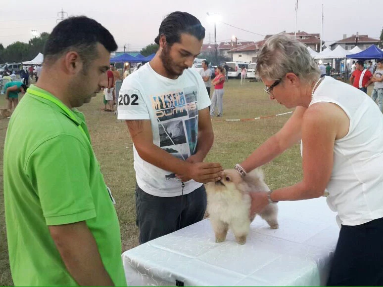 KİF Yarışmasında Pomeranian Grup Şampiyonu Reina