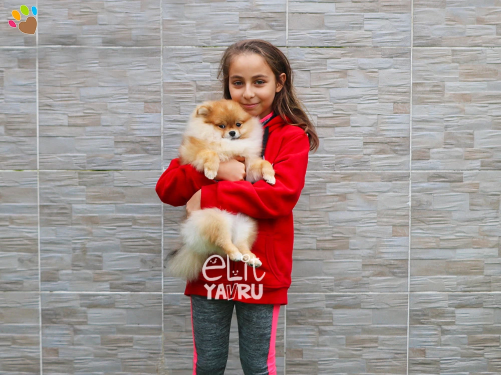 Küçük Lidya, Pomeranian elit yavrusu Teddy'e kavuştu