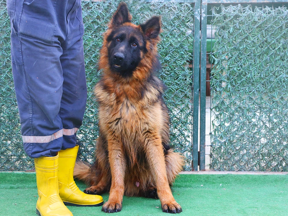 Kutluhan Nazlı'nın Alman Çoban Köpeği pansiyonumuzda