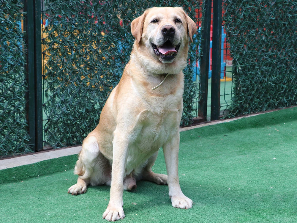 Labrador Budha, pansiyon misafirimiz olarak kalıyor