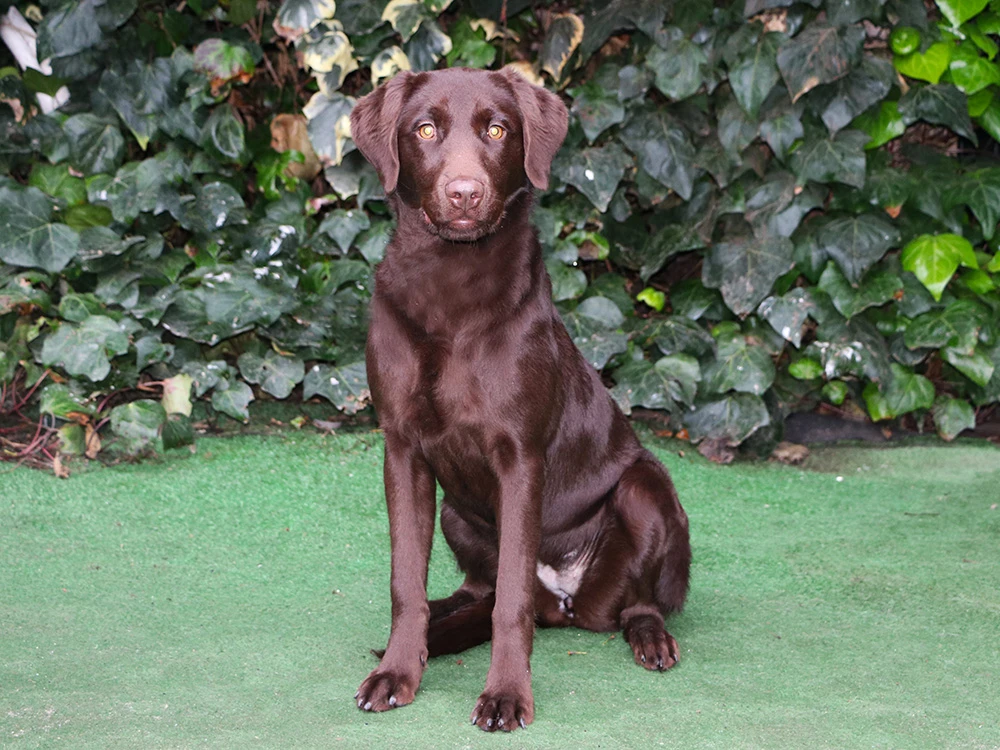 Labrador Retriever Bella, pansiyon misafirimizdi