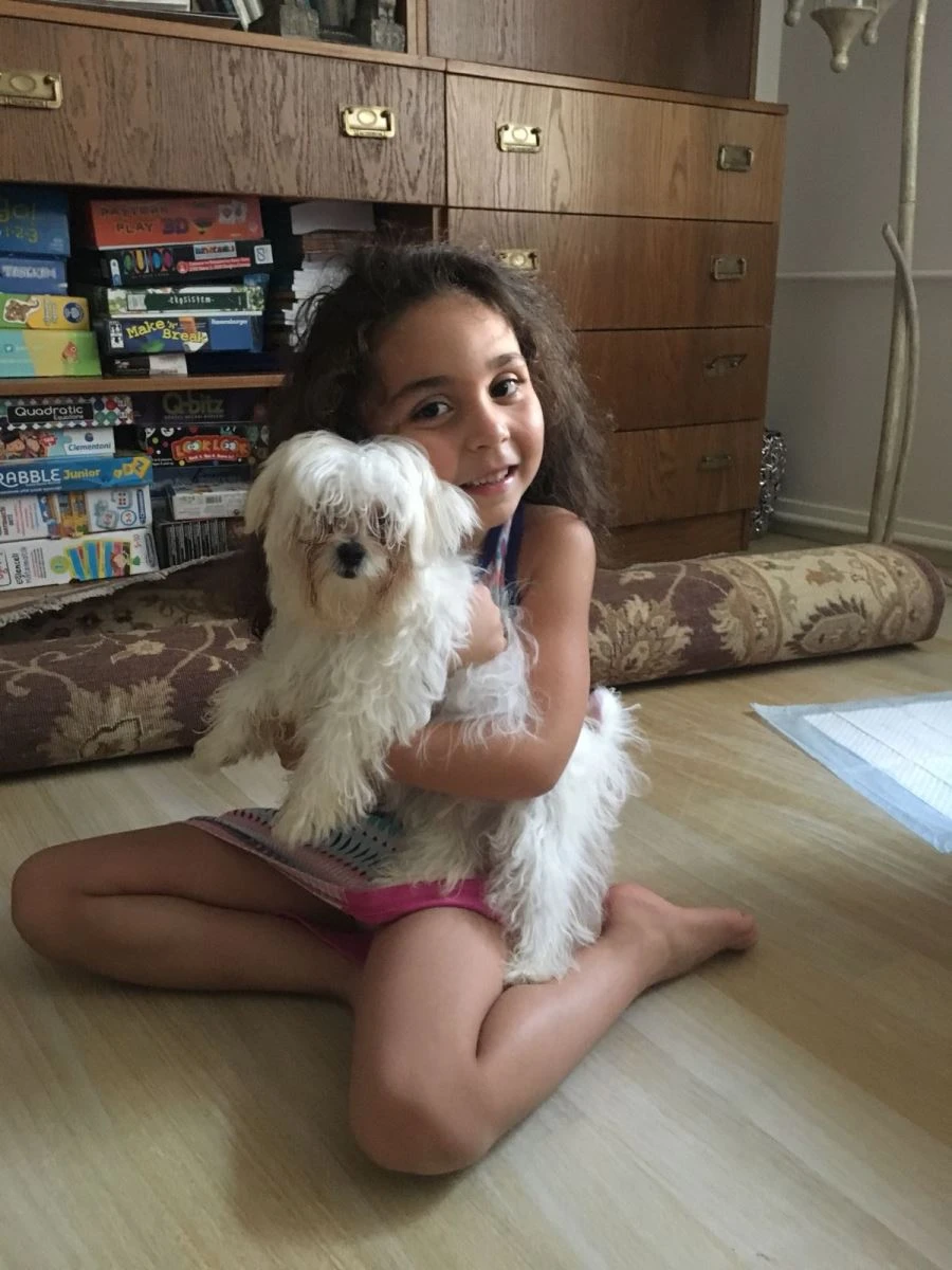 Maltese Terrier Cesur, tuvalet eğitimini tamamladı