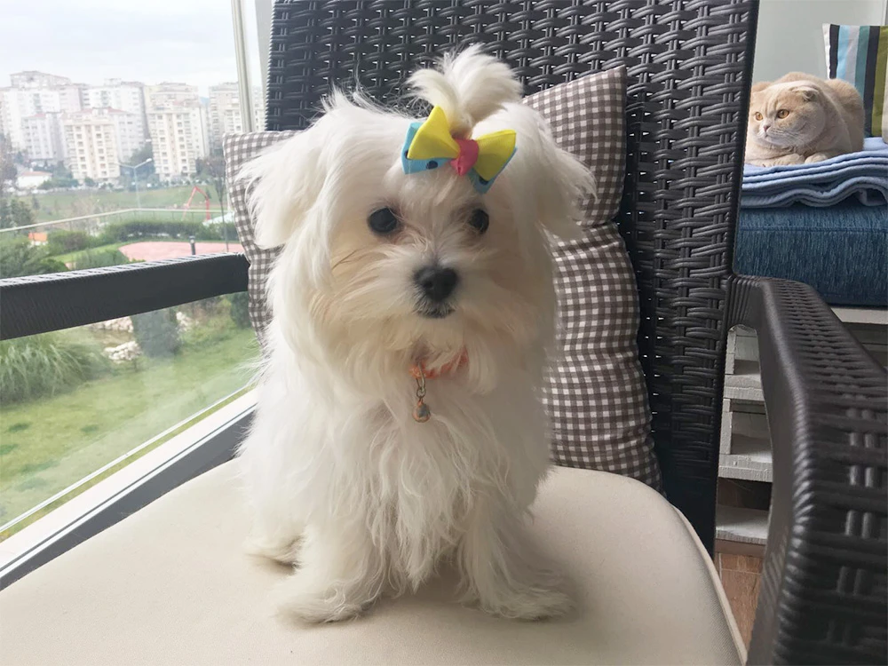 Maltese Terrier Çörek, tuvalet eğitimini tamamladı