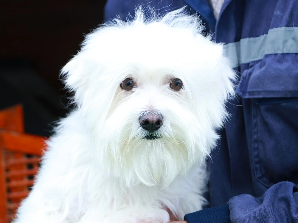 Maltese Terrier Freud pansiyonumuzda bizimleydi