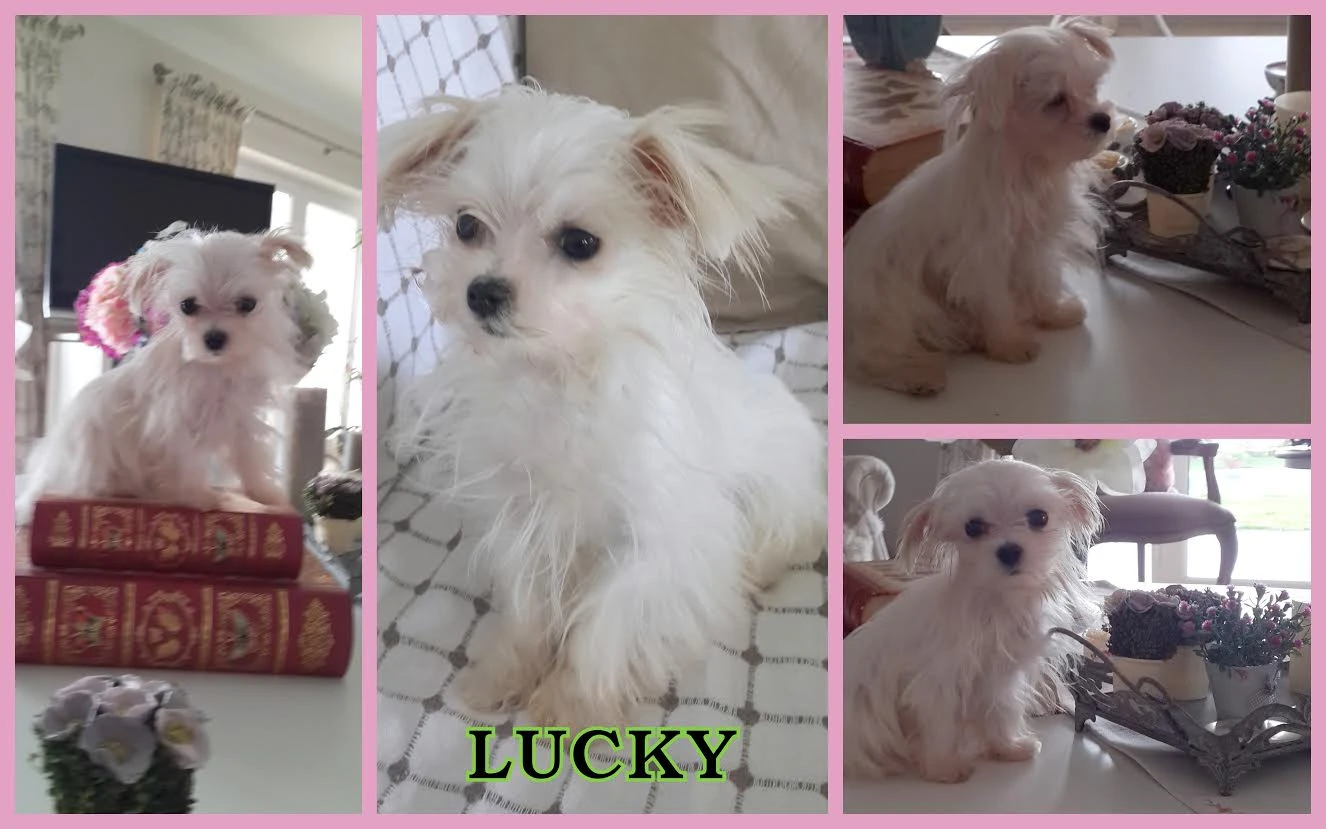 Maltese Terrier yavrusu Lucky yeni ailesinin gözdesi oldu