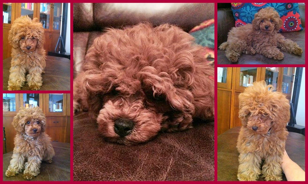 Meltem Hanım yeni Toy Poodle yavrusunu çok sevdi