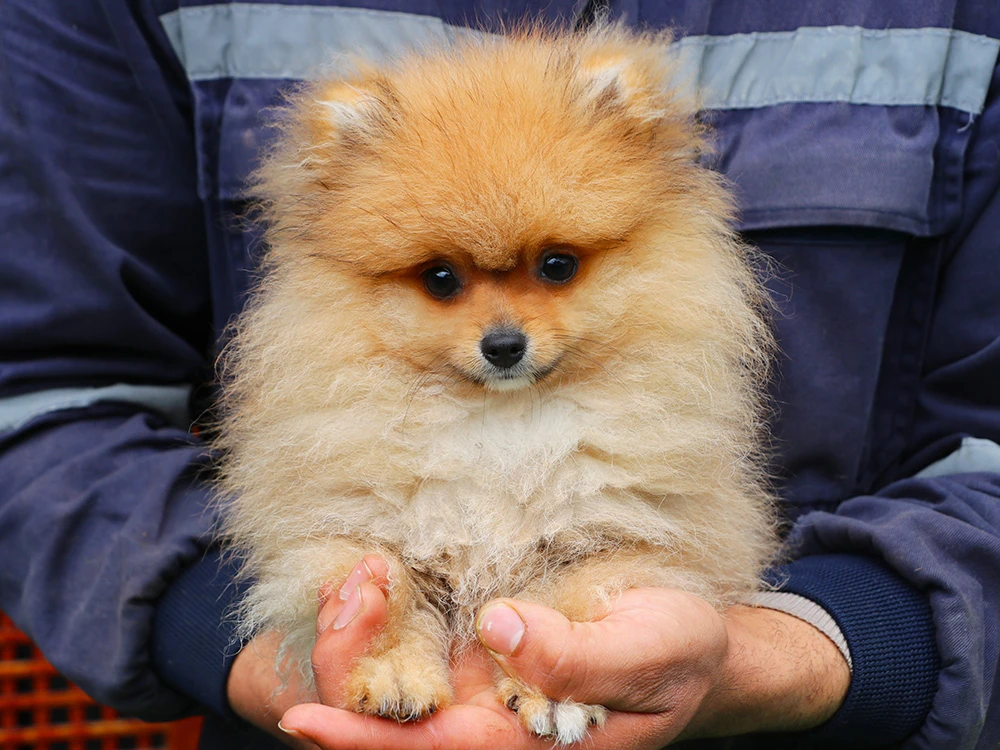 Minik dostumuz Pomeranian Bond, pansiyon misafirimizdi