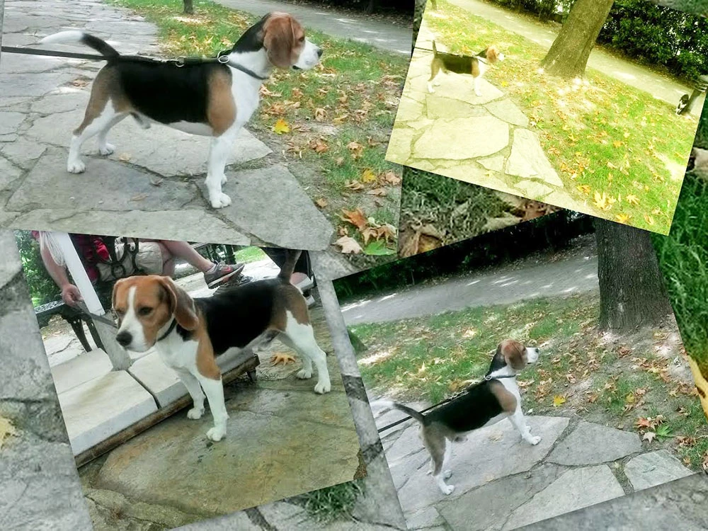 Mutlu Beagle yavrusu Jack ve ailesi