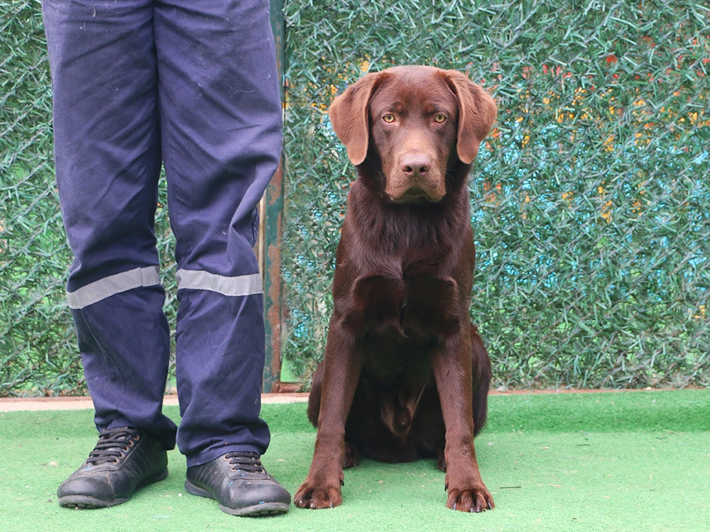 Nasrin Baghari'nin Chocolate Labrador elit yavrusu