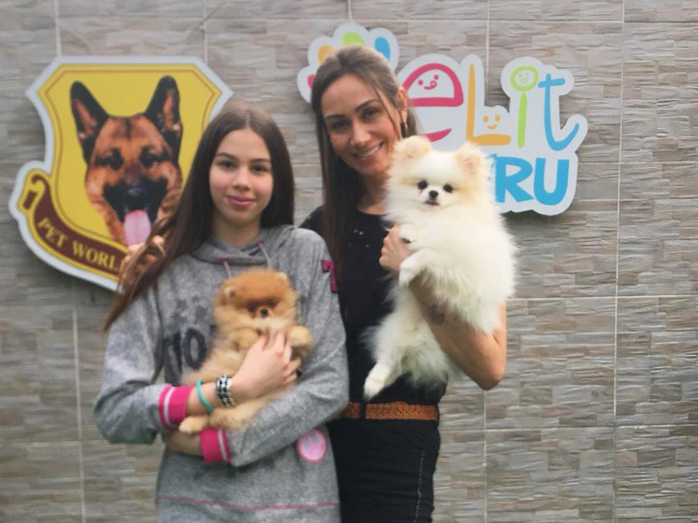 Olgar Ailesi'nin Pomeranian elit yavruları Bulut