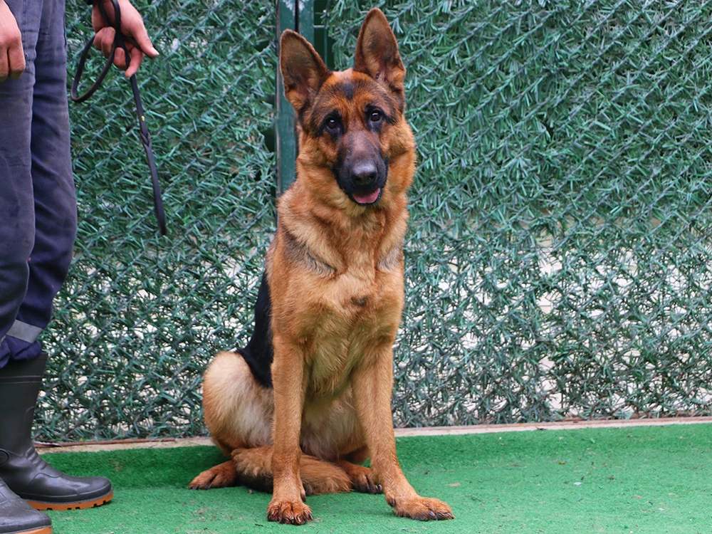 Onur Bey'in Alman Çoban Köpeği pansiyonerimiz