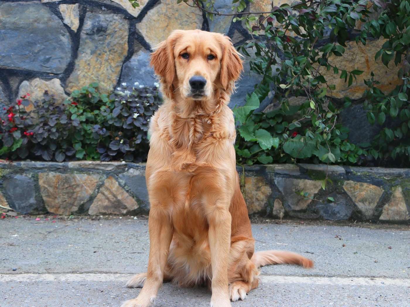 Oyuncu Yapısı İle Dikkat Çeken Golden Retriever Pansiyonerimiz Leyla