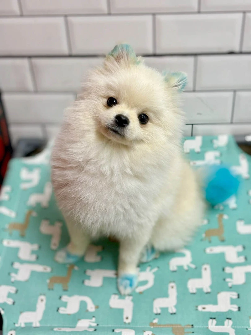 Pomeranian Boby John