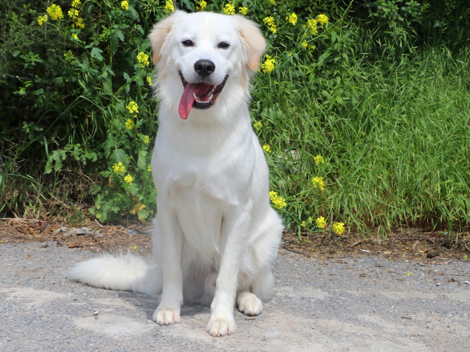 Pansiyon Bölümü Müdavimlerimizden Golden Retriever Bobi