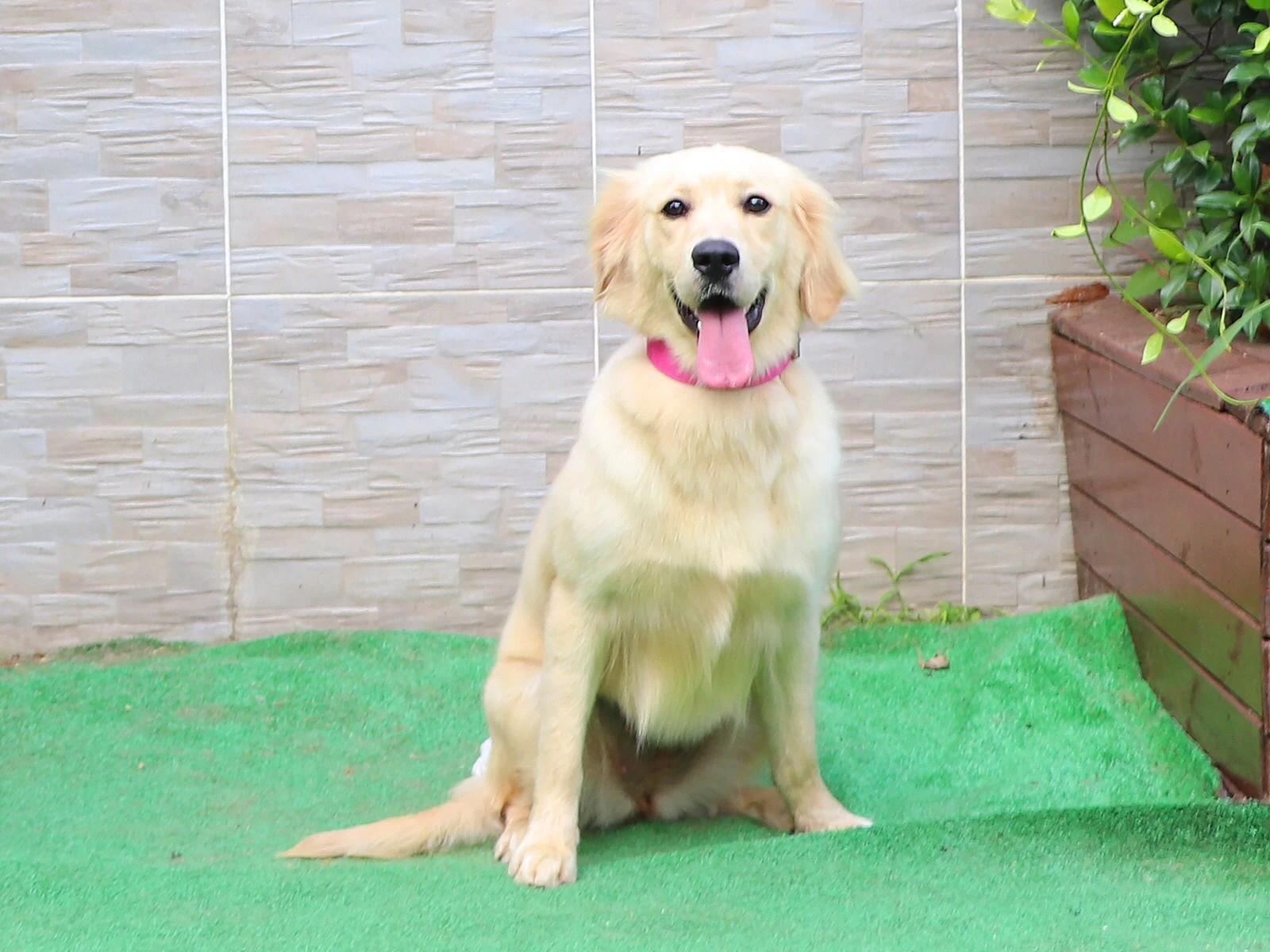 Pansiyon bölümü müdavimlerimizden Golden Retriever dostu Pamuk