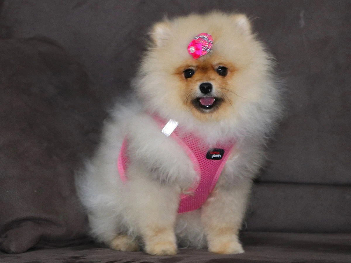 Pansiyon bölümümüzün müdavimlerinden Pomeranian dostumuz Shelby