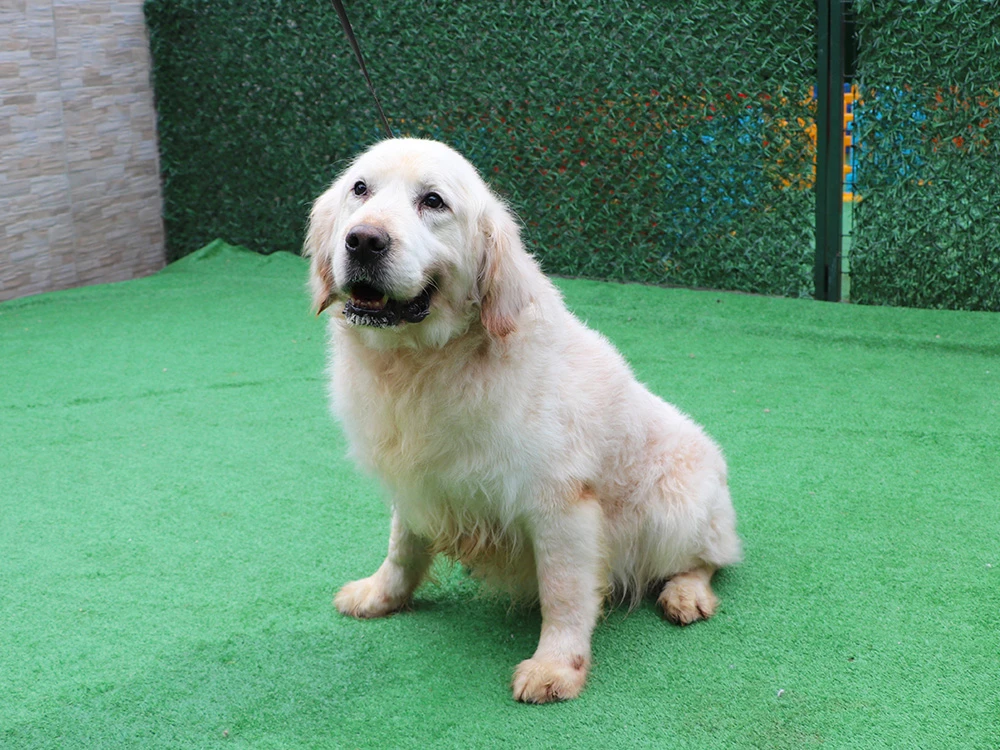 Pansiyon müdavimimiz Golden Retriever Speedy