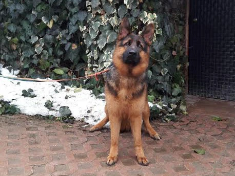 Pansiyonerimiz Alman Çoban Köpeği Alex