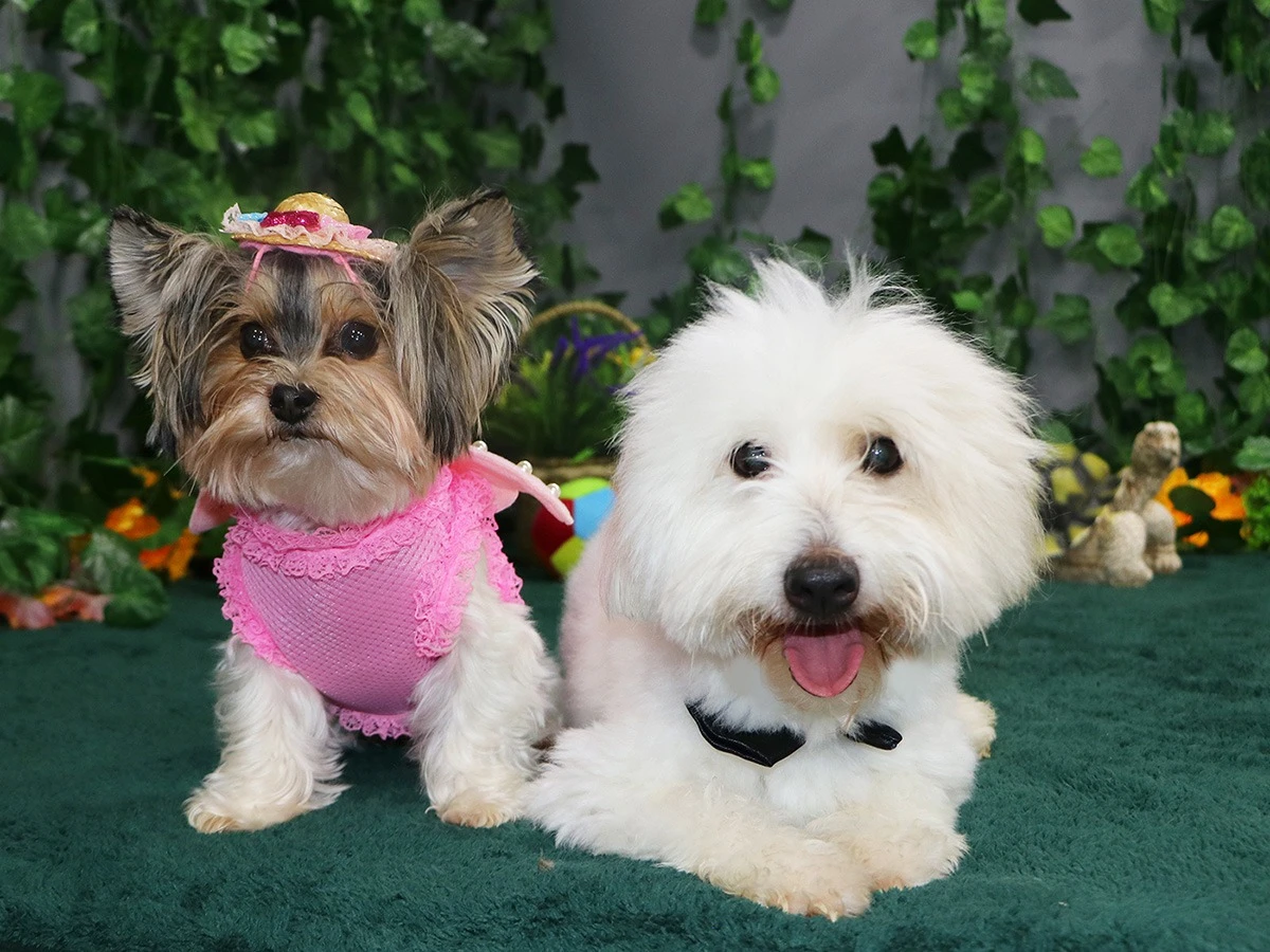 Pansiyonerlerimiz Morkie Daisy ve Coton De Tulear Gatsby