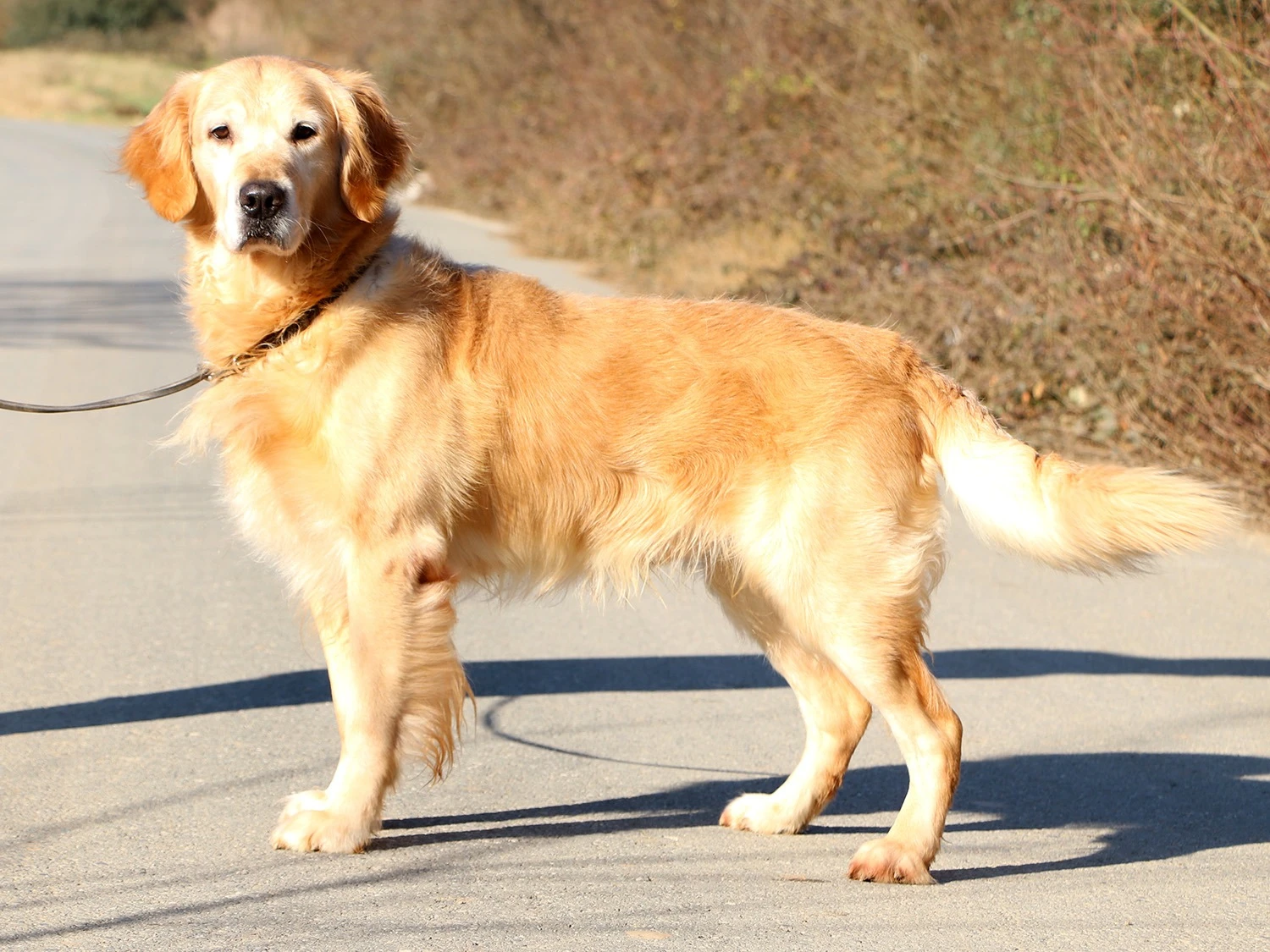 Pansiyonerlerimizden Golden Retriever Erik