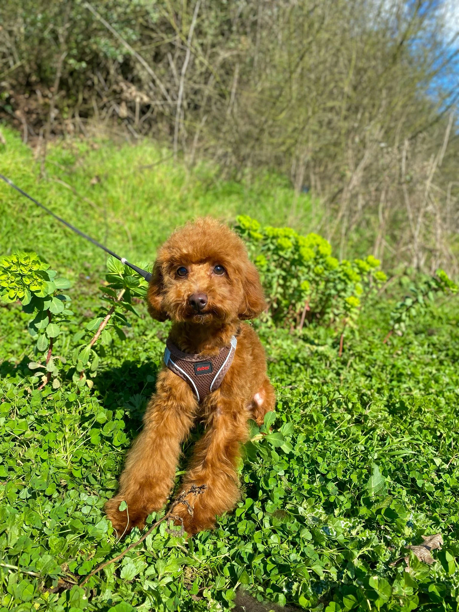 Pet Otelimiz Misafirlerinden Poodle Kobe