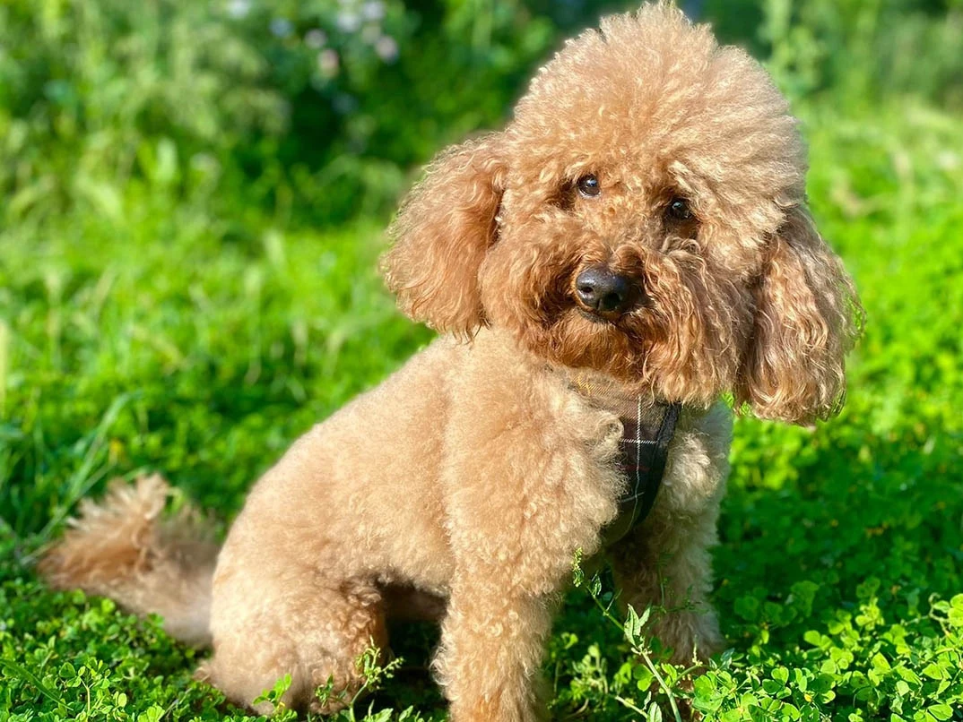 Pet Otelimizin Daimi Müdavimlerinden Poodle Sufle