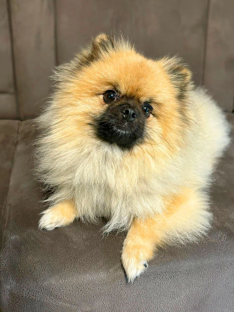 Pomeranian Teddy Tatilde