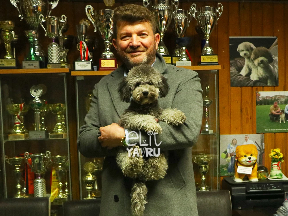 Sakarya’dan Halil Bey, silver Poodle yavrusuna kavuştu