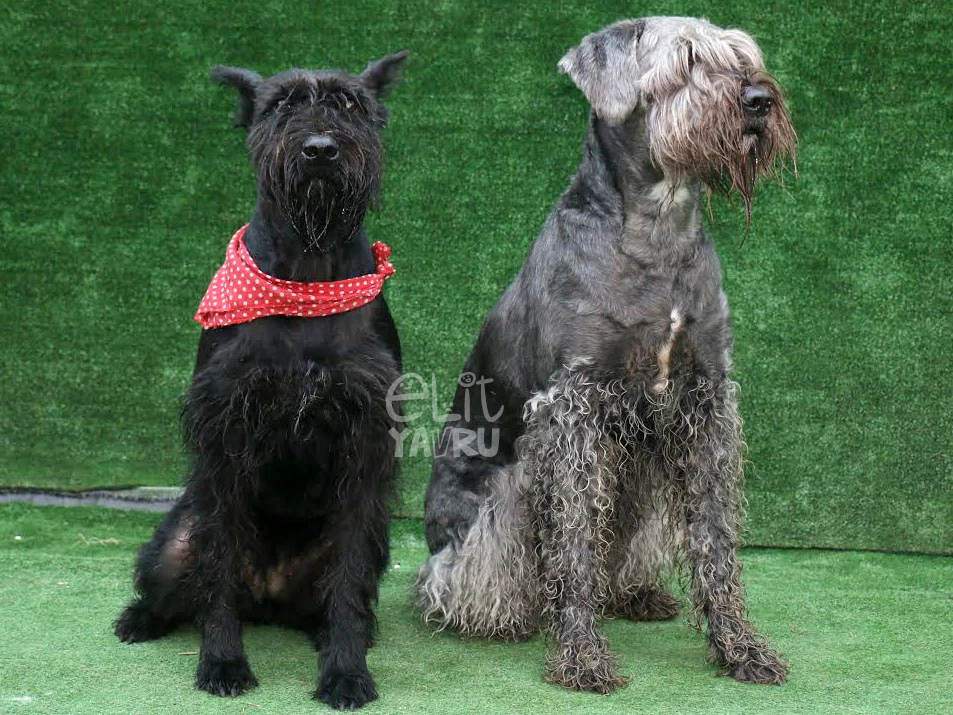 Schnauzer pansiyonerlerimiz Owen ve Sofy