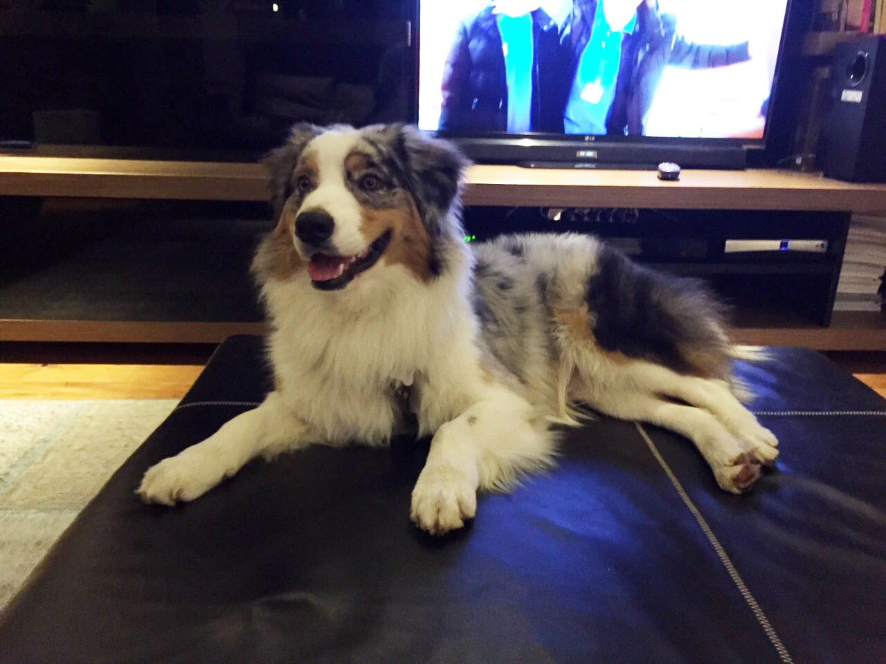 Seda Hanım'ın Australian Shepherd köpeği 1 yaşında