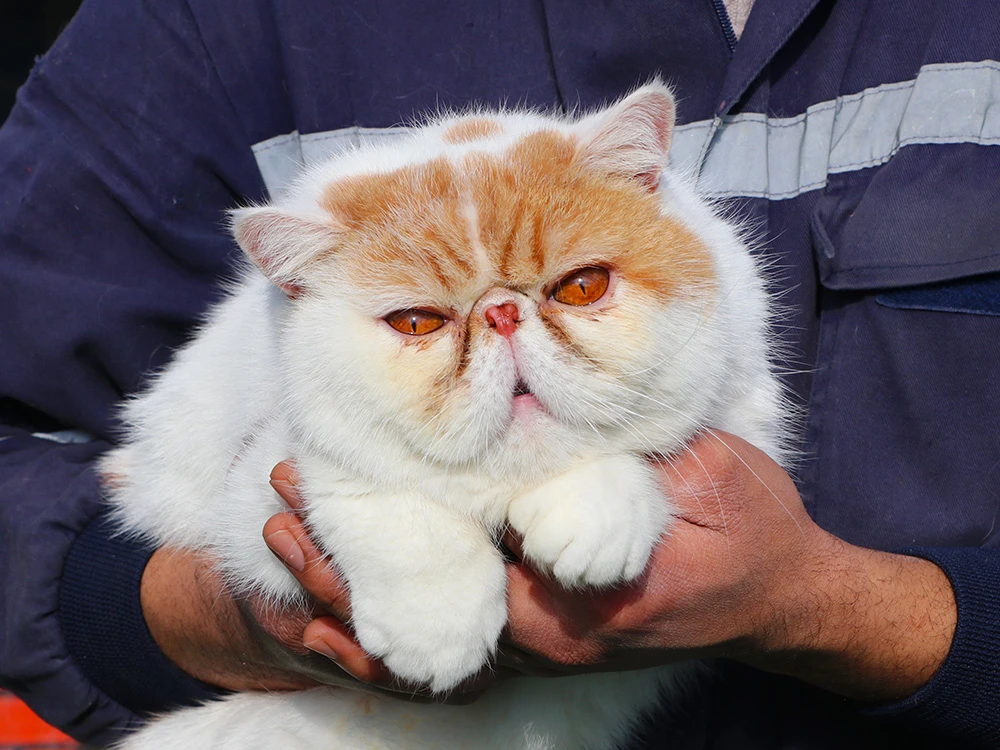 Sevim Kınay'ın Exotic Shorthair'ı pansiyon misafirimiz