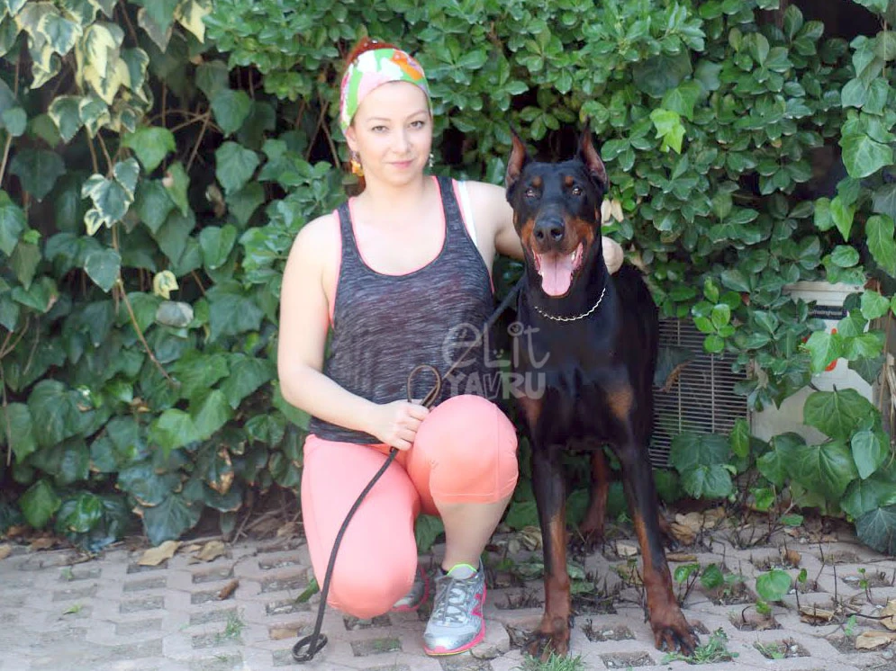 Sunucu Burcu Hanım'ın eğitimli Dobermanı