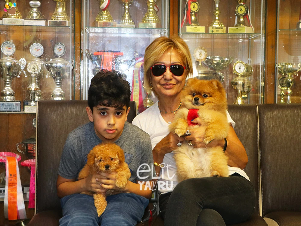 Tatlıdede Ailesi, Toy Poodle elit yavrularına kavuştu