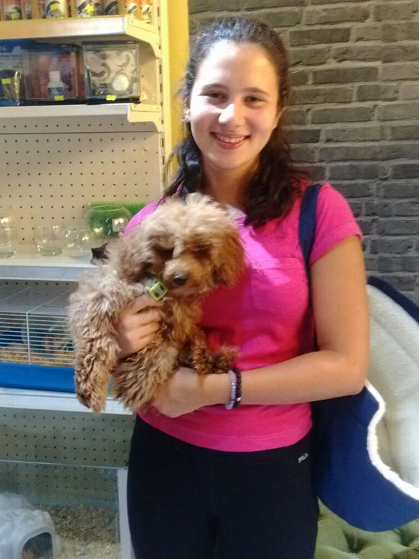 Toy Poodle yavrumuz yeni ailesinde