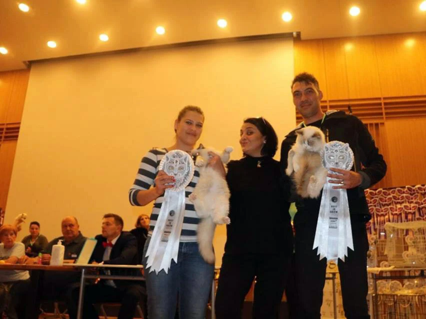 World Cats Show'da Dexter rüzgarı