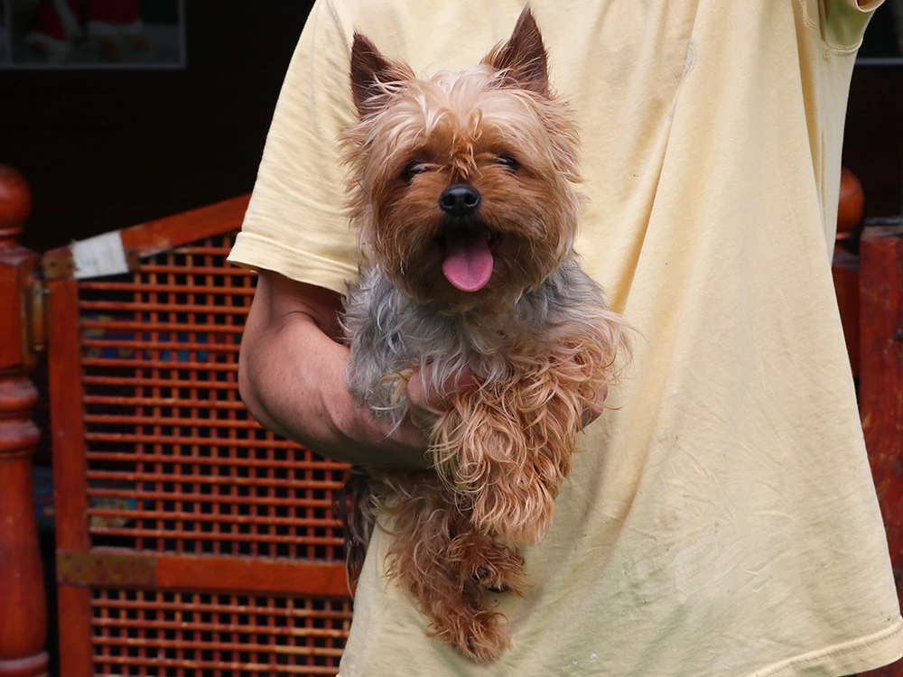 Yorkshire Terrier Çakıl, pansiyonumuzda