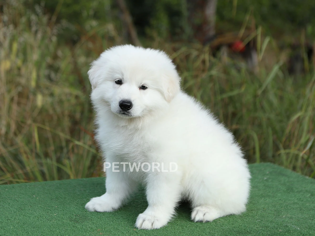 Alman Çoban Köpeği Mars