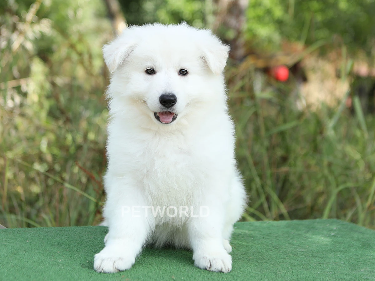 Alman Çoban Köpeği Maple