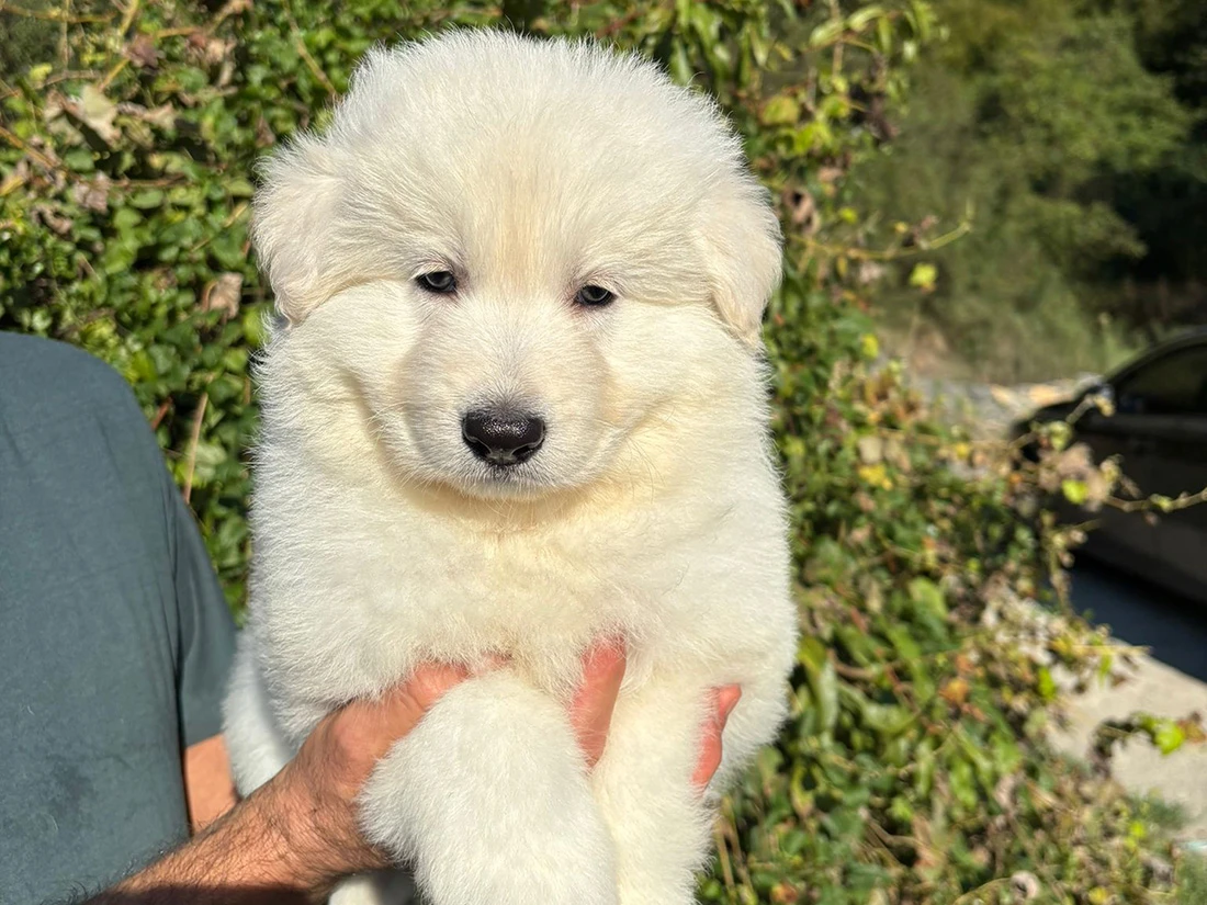 Alman Çoban Köpeği Mino