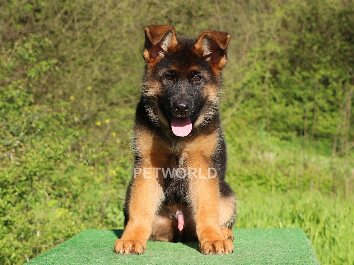 Alman Çoban Köpeği Ranger