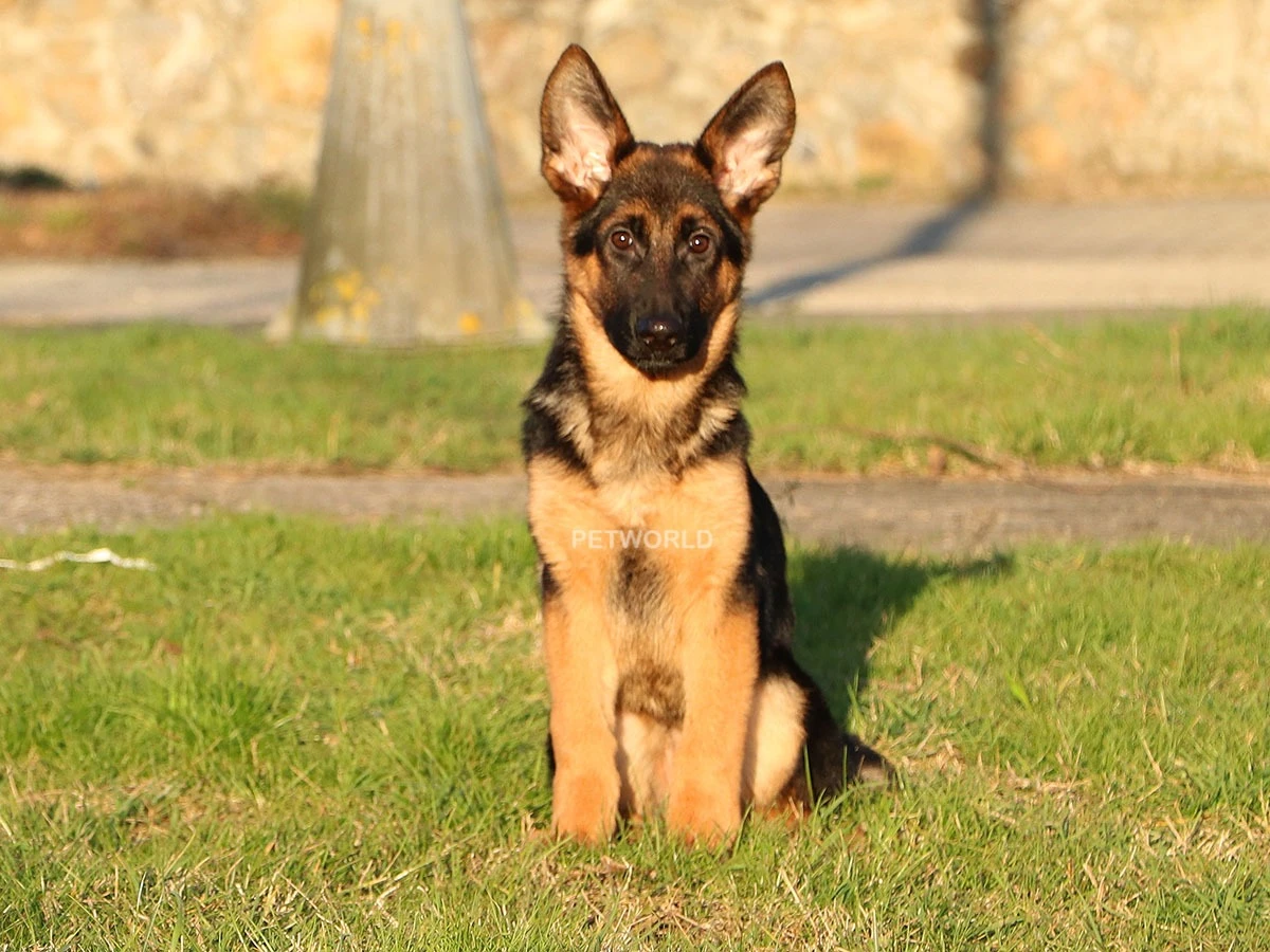 Alman Çoban Köpeği Maria