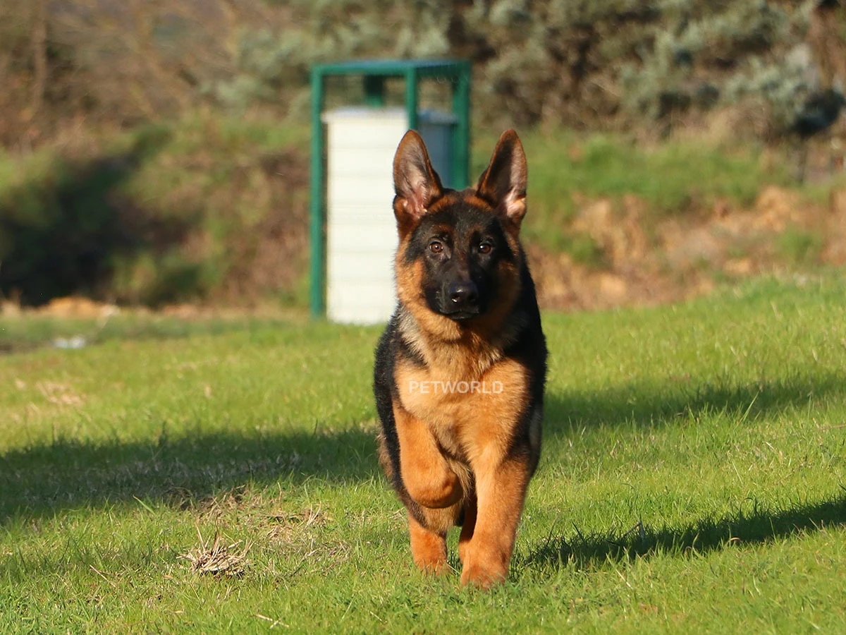 Alman Çoban Köpeği Ranger 5