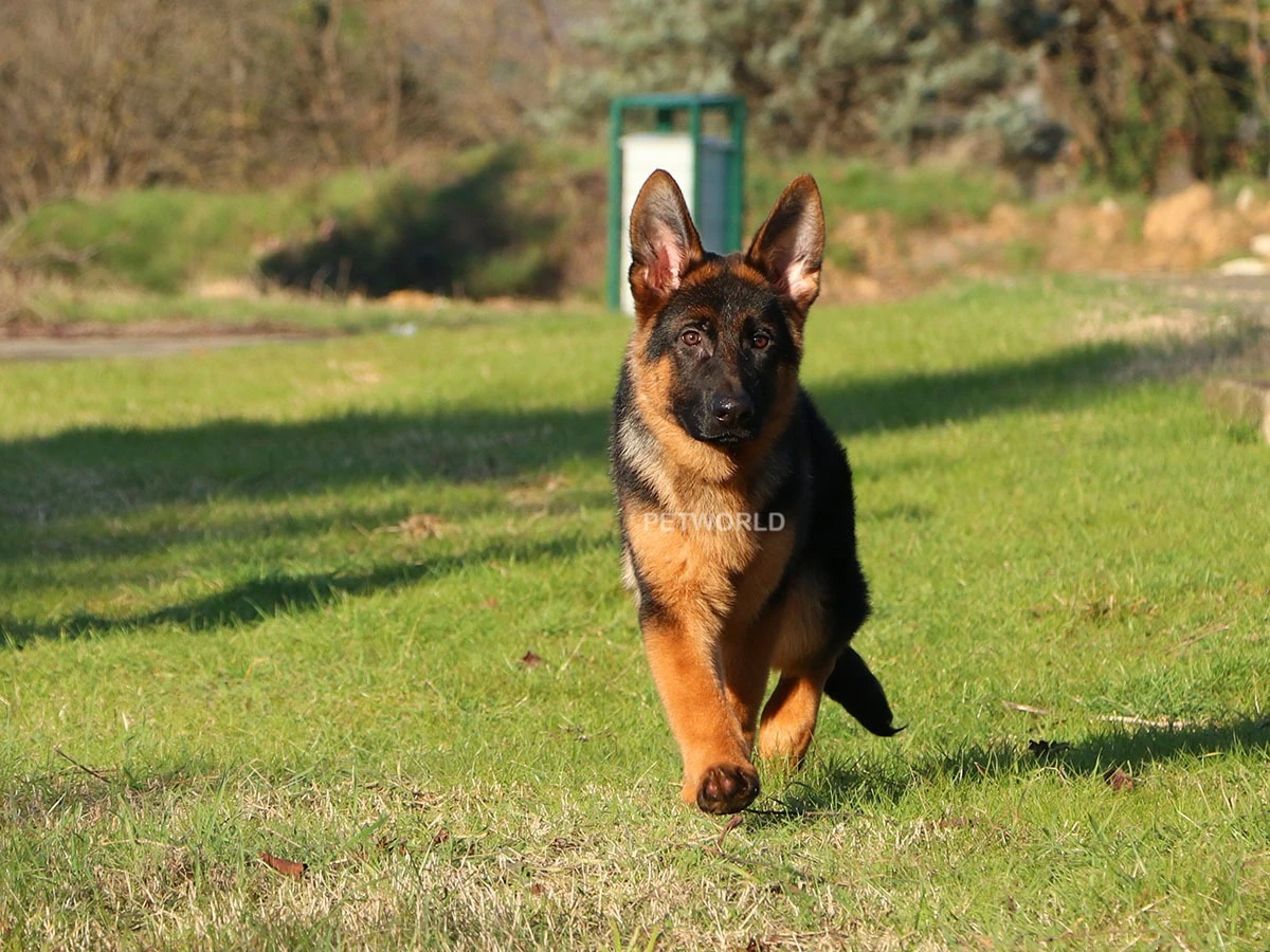 Alman Çoban Köpeği Ranger