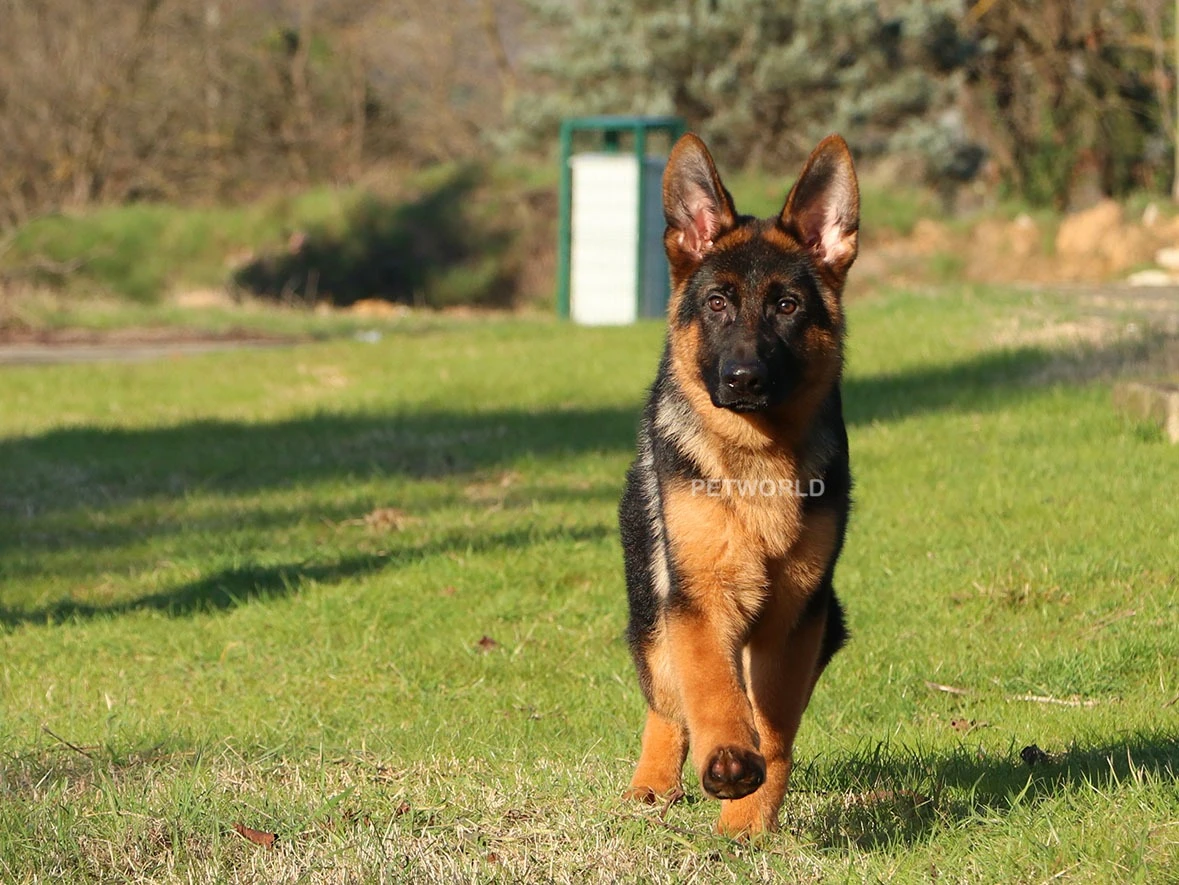 Alman Çoban Köpeği Ranger 3