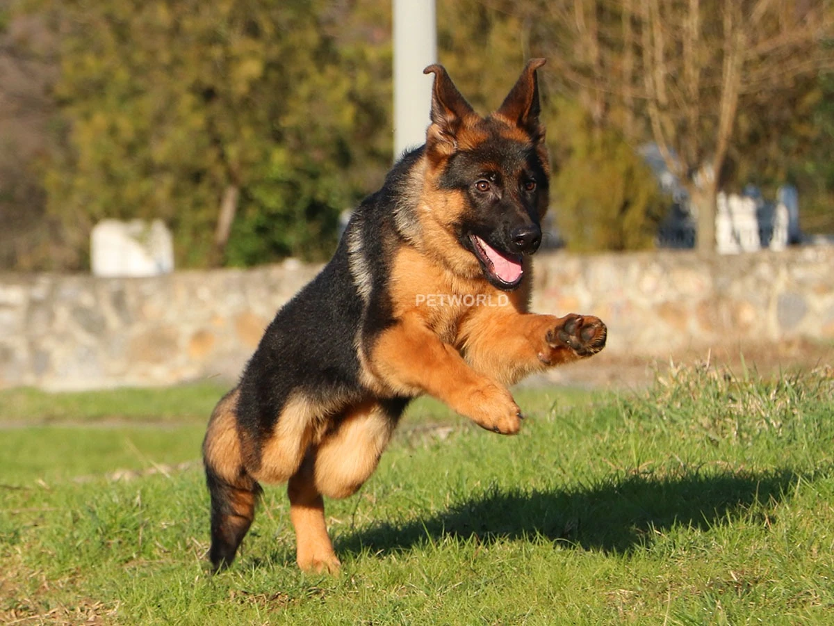 Alman Çoban Köpeği Ranger 2